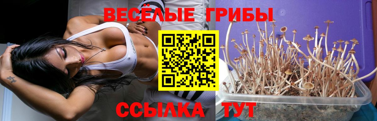 Псилоцибиновые грибы Psilocybine cubensis Кирово-Чепецк